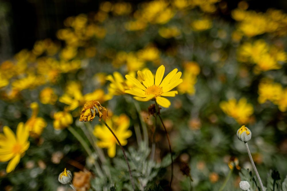 Sunflowers outside in Spring